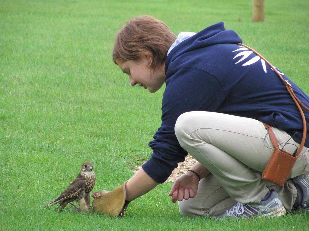 Merlin - International Centre for Birds of Prey, Newent, Gloucestershire by Glen Bowman is licensed under CC BY 2.0.